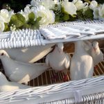 Funeral Doves and Wedding Doves